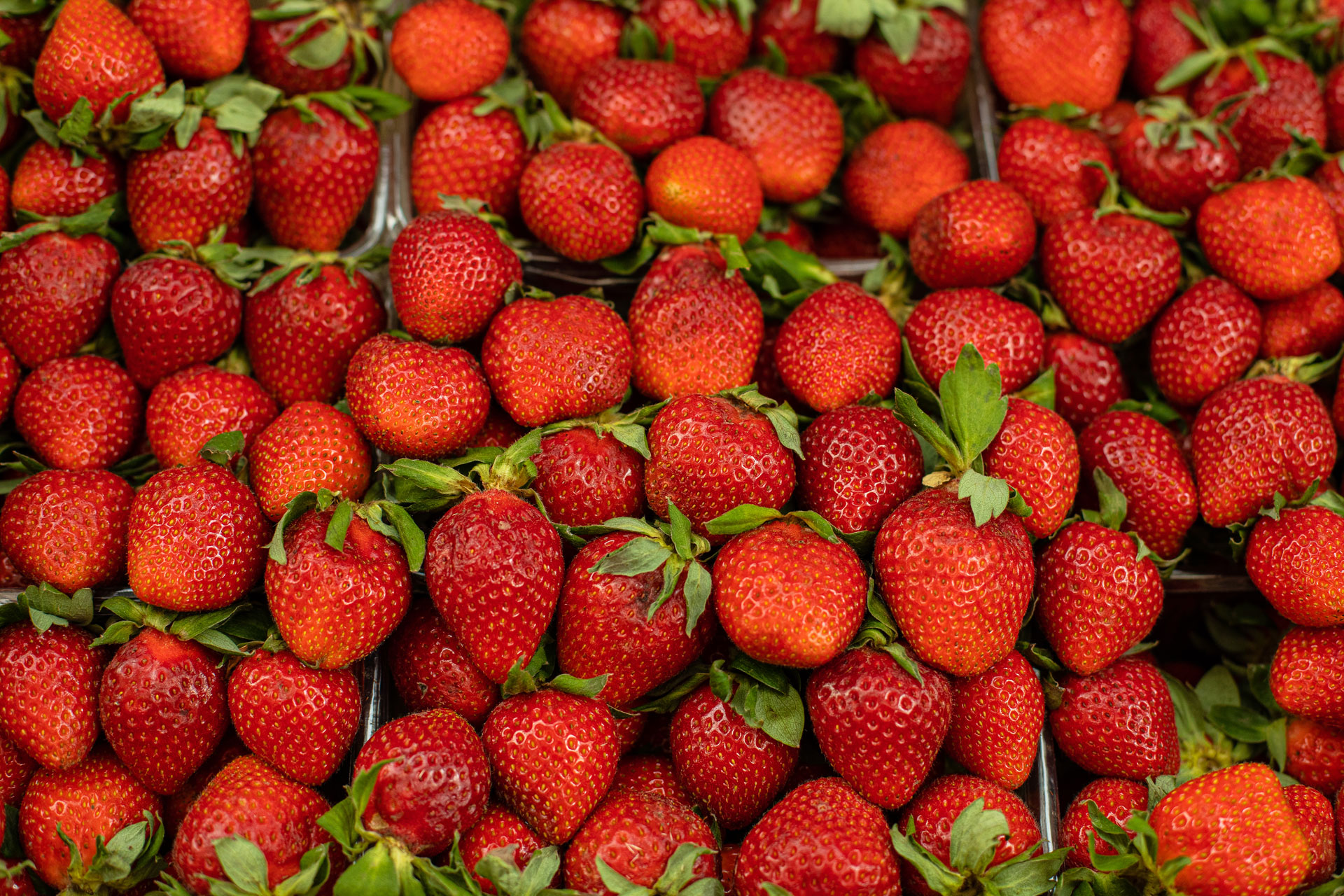 I Polifenoli della Fragola come Agenti Anti-Melting nel Gelato